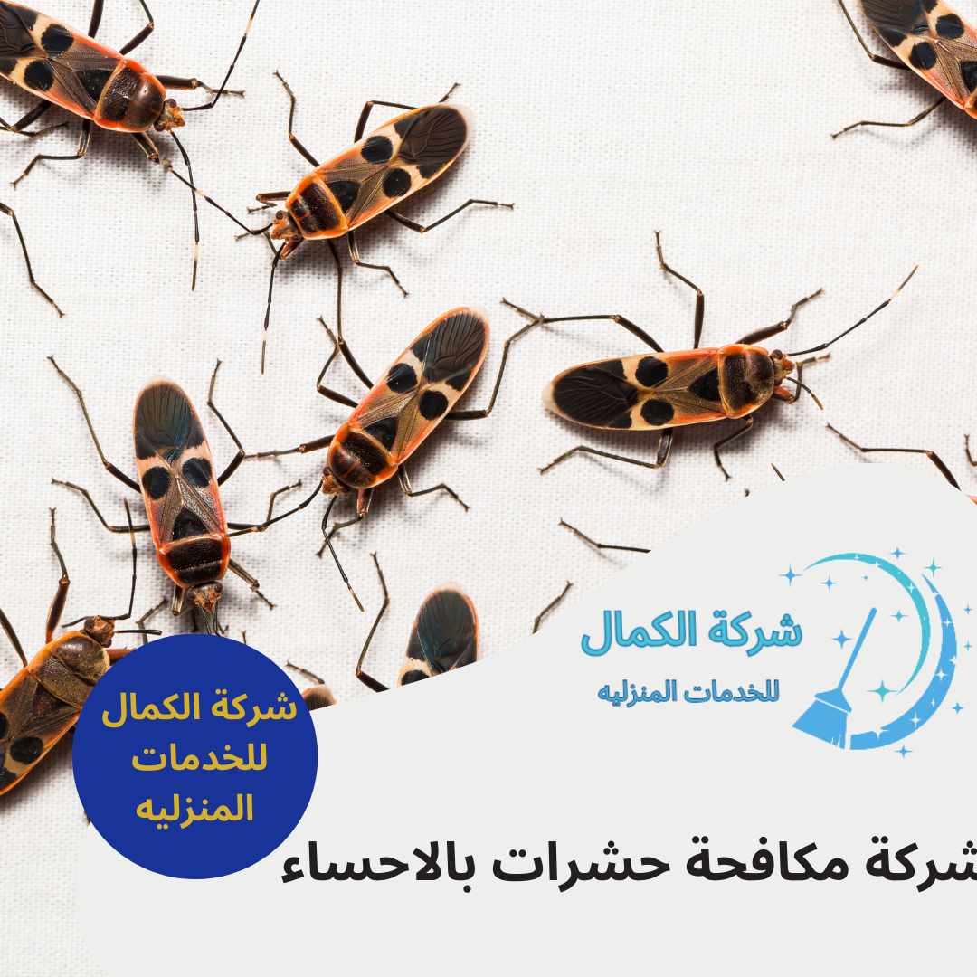 شركة مكافحة حشرات بالاحساء